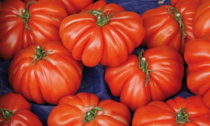 Frammenti di vetro nella salsa di pomodoro: allerta del Ministero della Salute