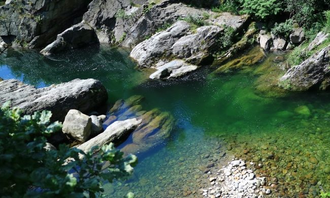 Carcassa di un canide nel Chiusella, indagini dell’istituto zooprofilattico