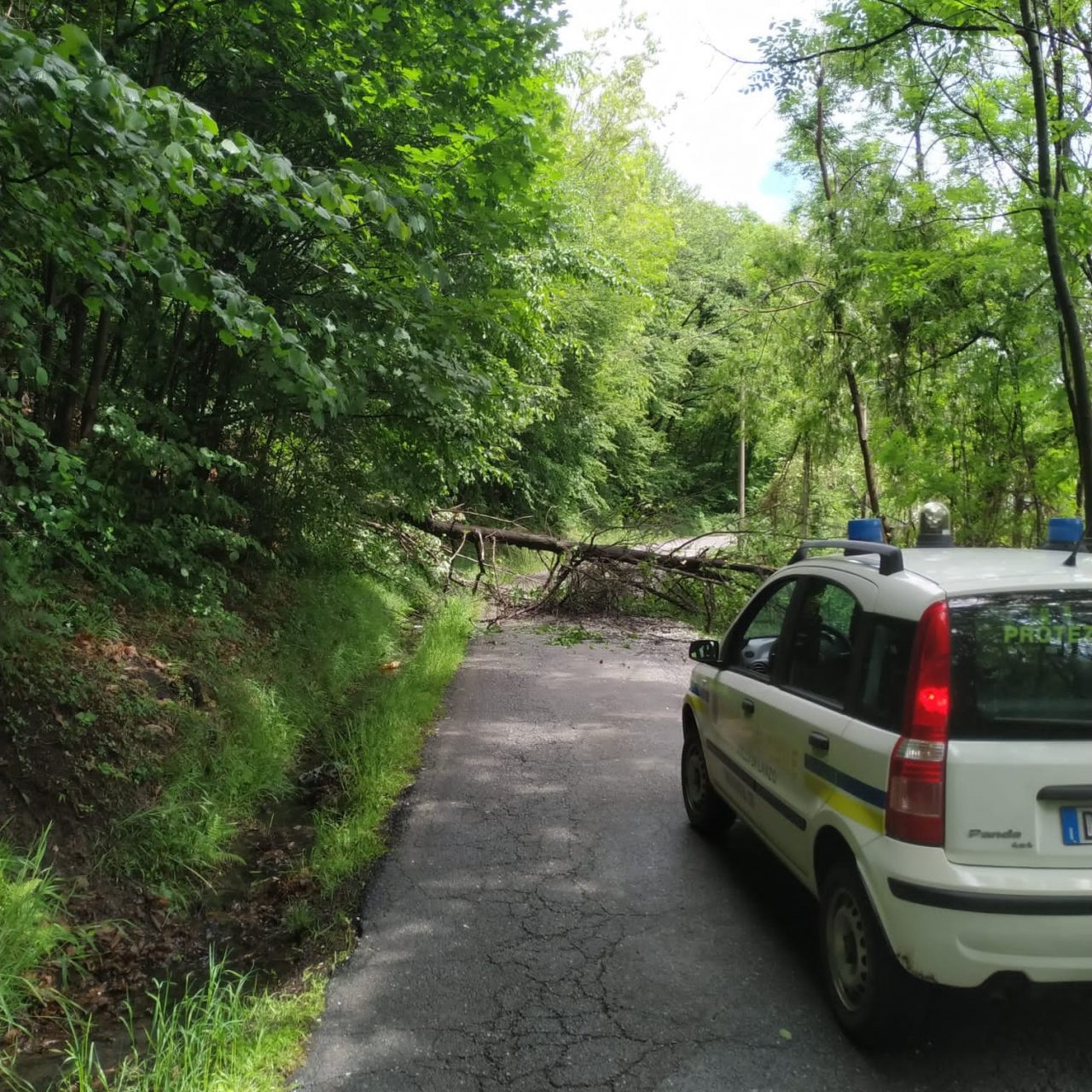 Albero caduto in strada