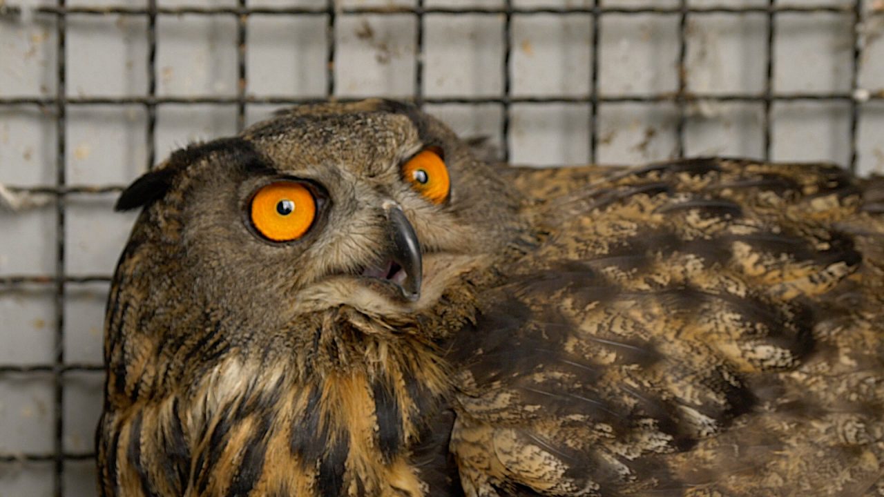 Gufo Reale salvo grazie al progetto “Salviamoli insieme” | FOTO