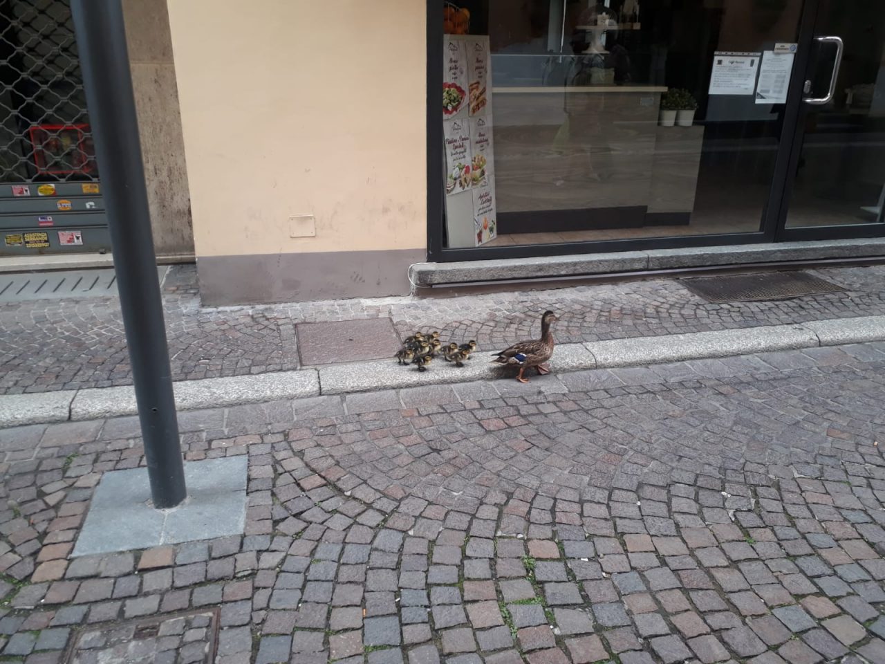 Anatre a passeggio domenica mattina nel centro storico