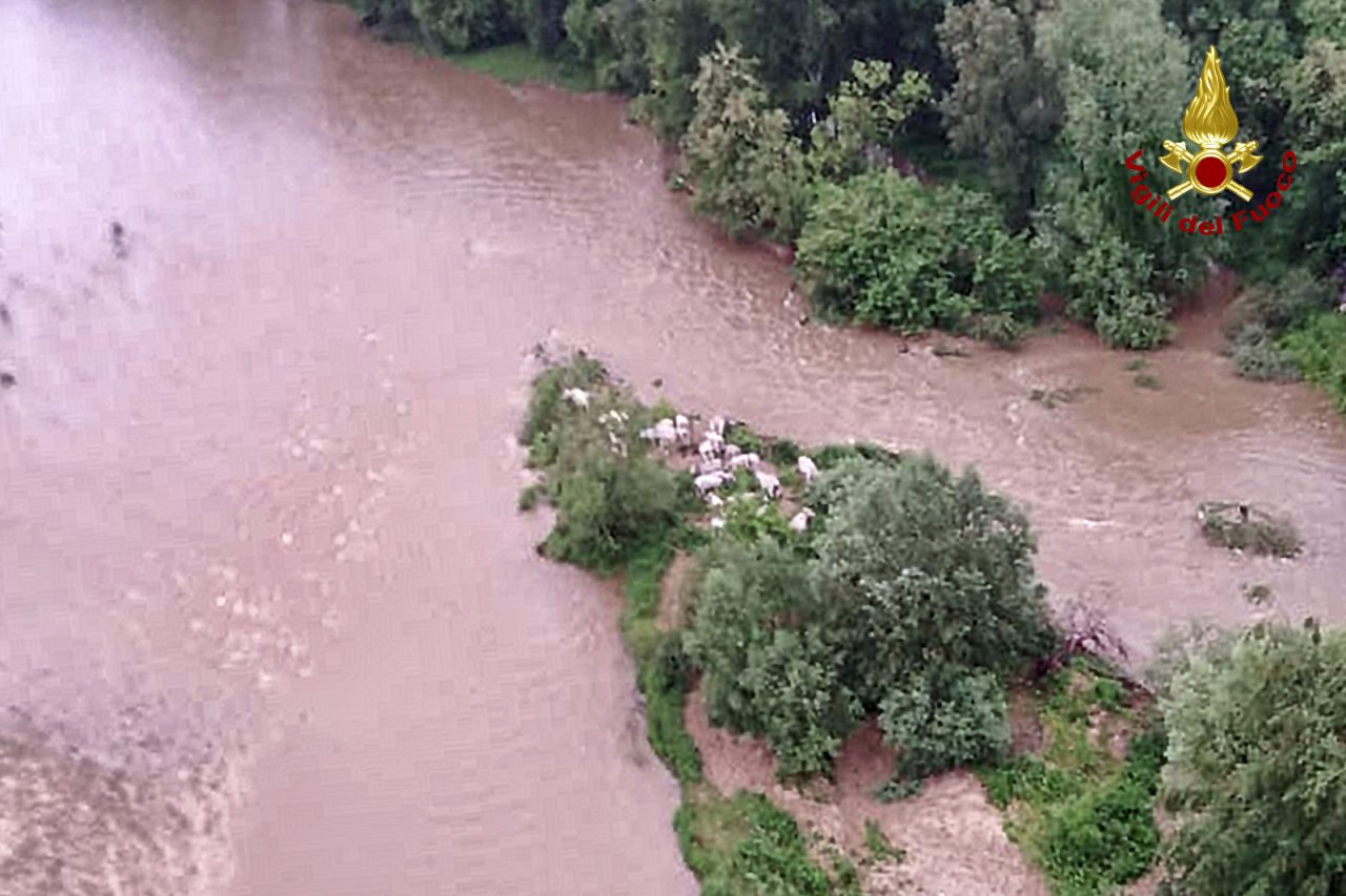 Mucche in difficoltà al Malone, salvataggio dei vigili del fuoco | FOTO