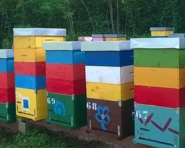 Ladro di api nell’eporediese, secondo episodio in poche settimane