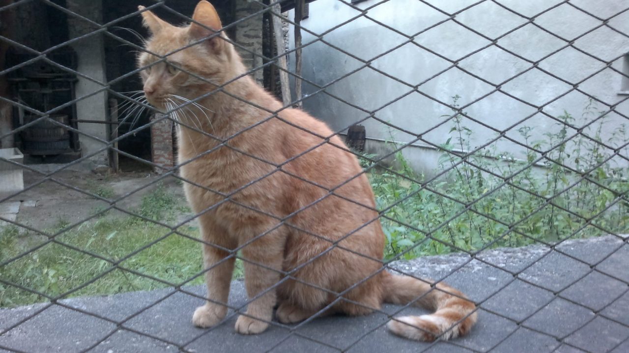 Morto da 4 anni i gatti lo aspettano ancora
