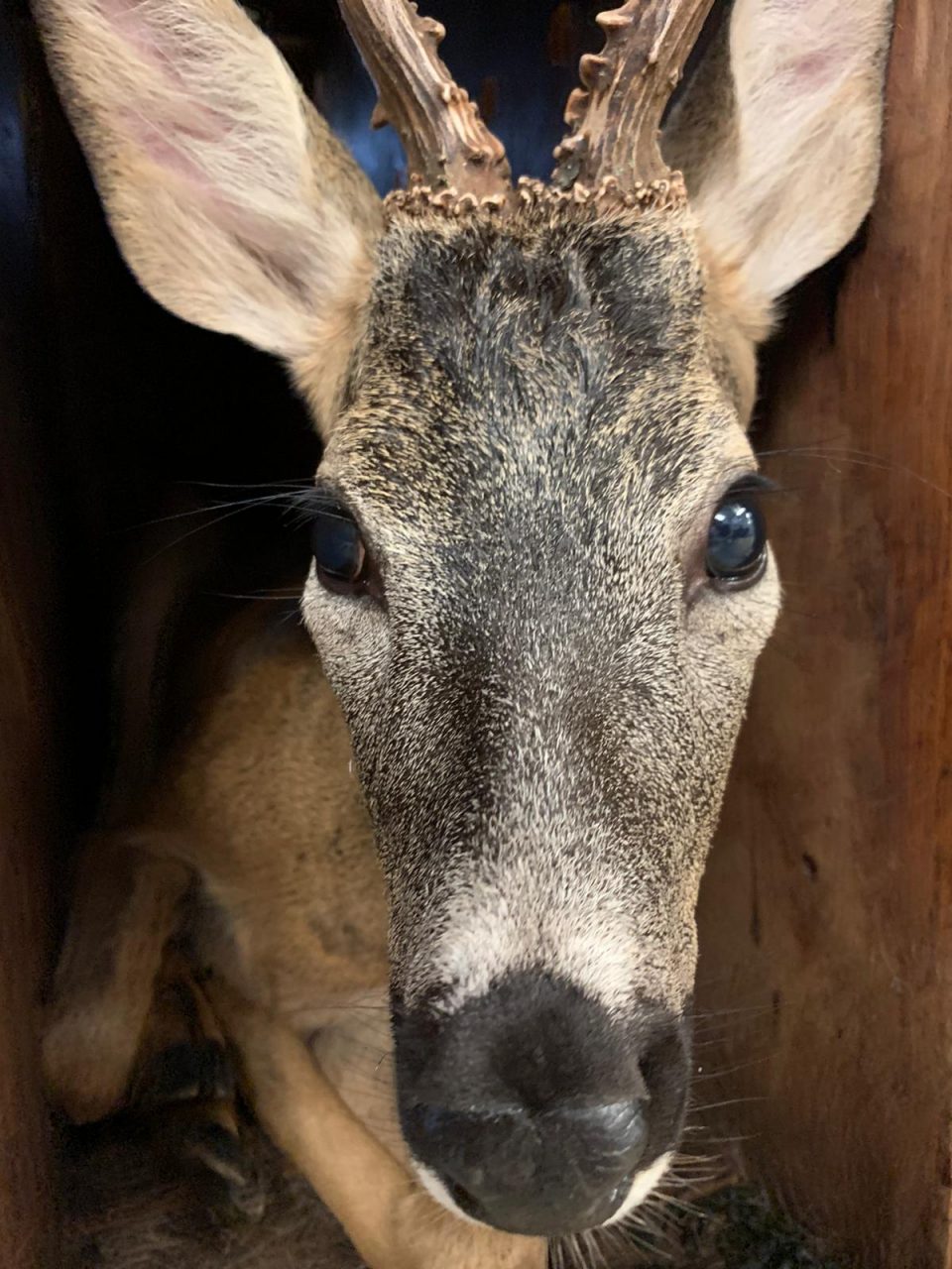 Capriolo salvato a Rivarolo dal CANC, era caduto in un canale | FOTO