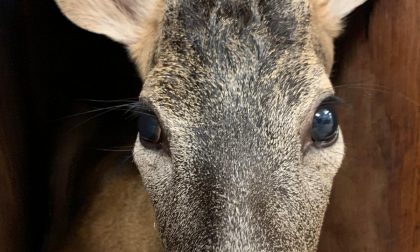 Capriolo salvato a Rivarolo dal CANC, era caduto in un canale | FOTO