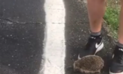 Uccidono a calci un riccio poi postano il video sui social: denunciati  dalla Lida | VIDEO