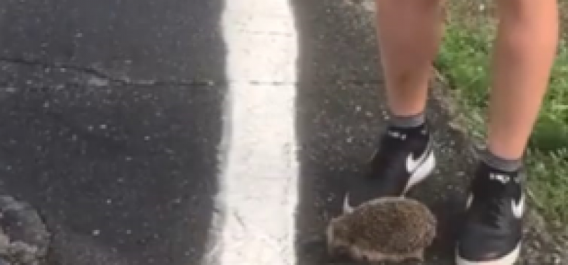 Uccidono a calci un riccio poi postano il video sui social: denunciati  dalla Lida | VIDEO