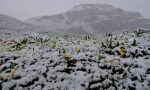 Neve a giugno imbiancati i prati fioriti in alta quota sulle montagne del Canavese