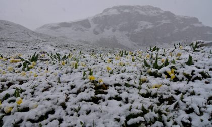 Neve a giugno imbiancati i prati fioriti in alta quota sulle montagne del Canavese