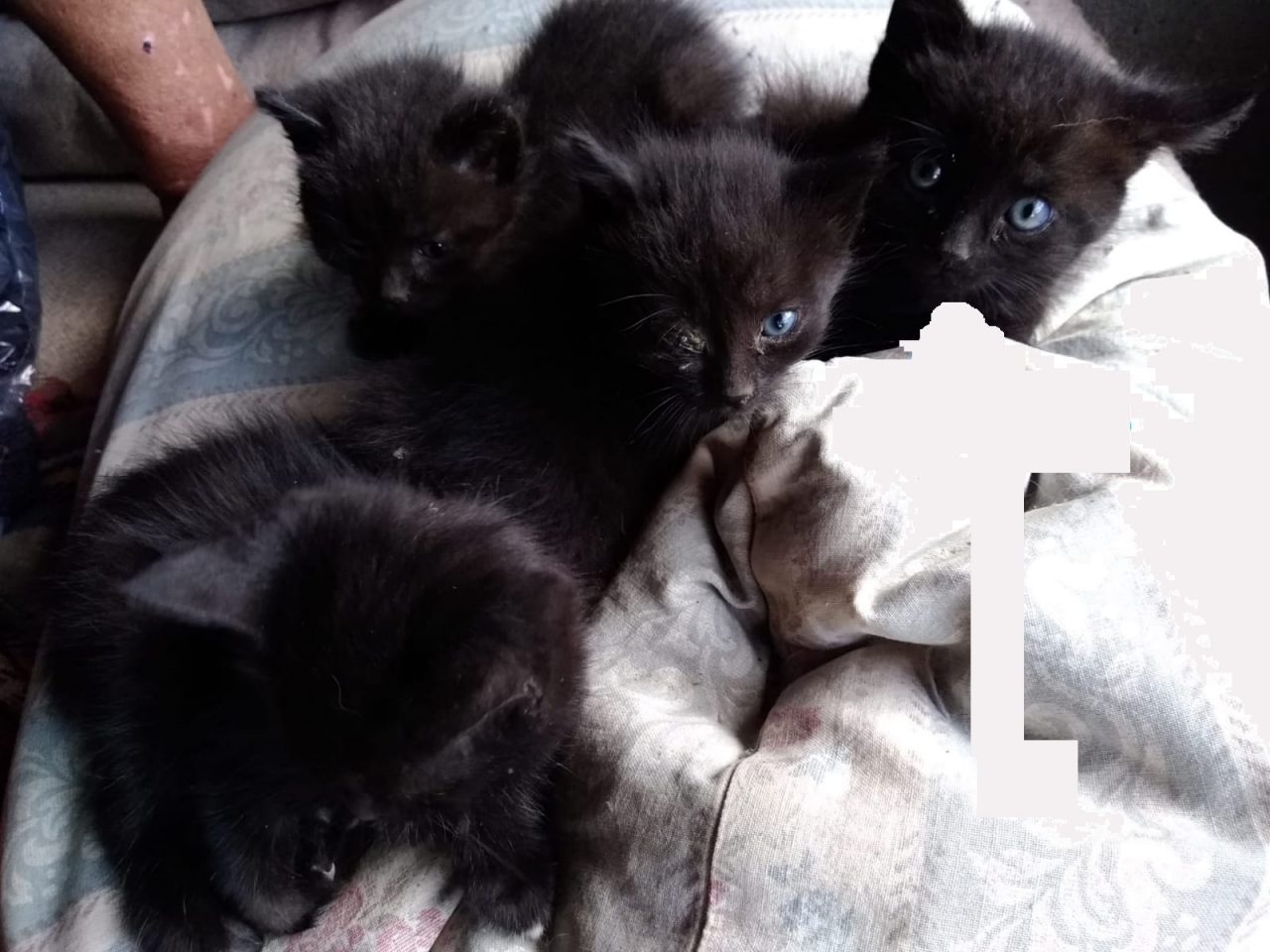 Adottati tutti i micini trovati in un cassonetto