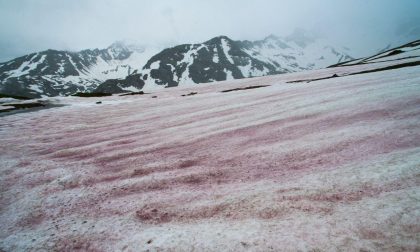 "Neve anguria" in Valle Orco: le immagini del fenomeno | FOTO