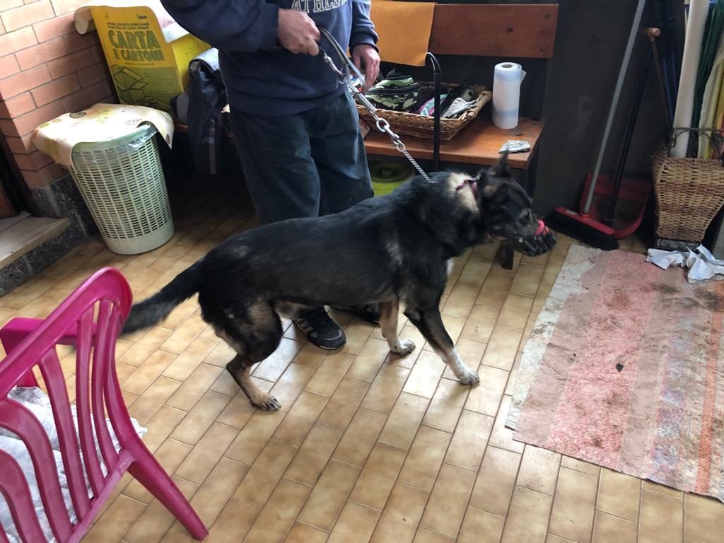 Bambina aggredita da due cani a Mappano AGGIORNAMENTO
