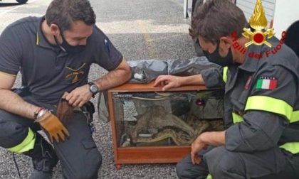 Boa abbandonato in una teca: salvato e consegnato allo zoo