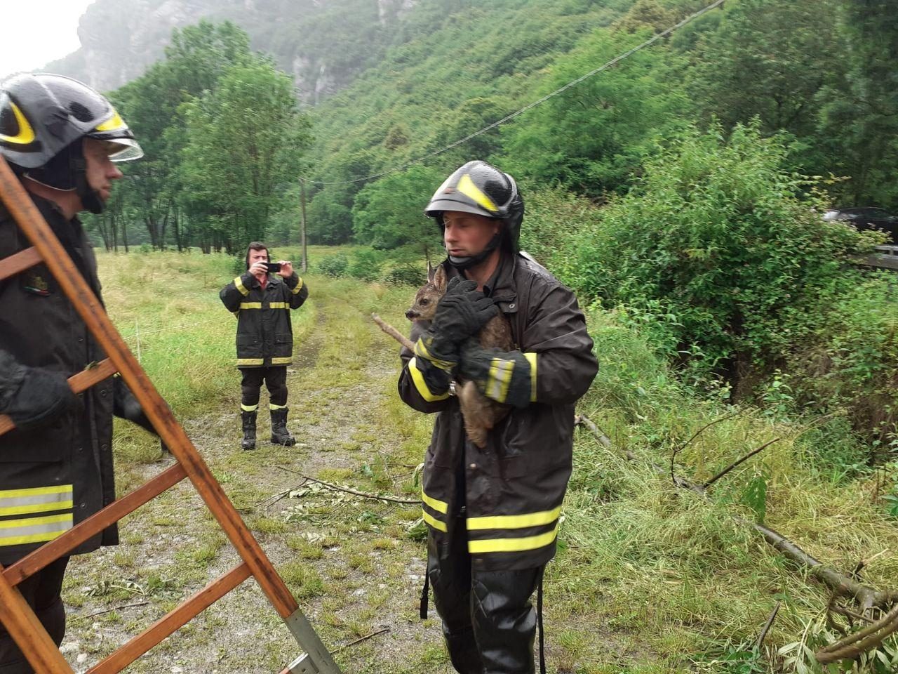 Capriolo recuperato e portato in salvo a Pont Canavese