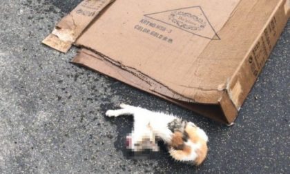 Bimbo di 5 anni lancia una gattina dal balcone, la cucciola è morta