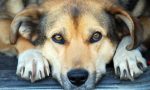 Cane sul balcone senza cibo e acqua abbandonato sotto il sole in mezzo ai suoi escrementi