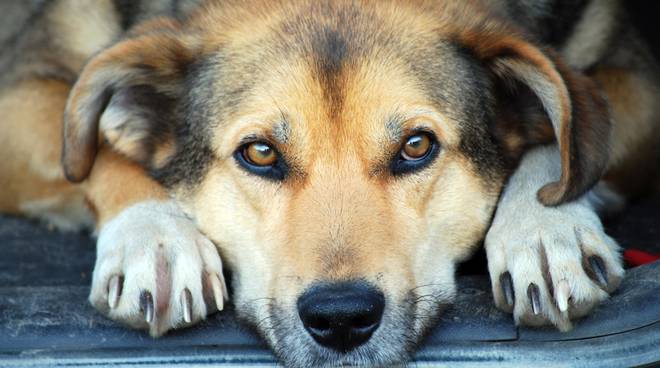 Cane sul balcone senza cibo e acqua abbandonato sotto il sole in mezzo ai suoi escrementi