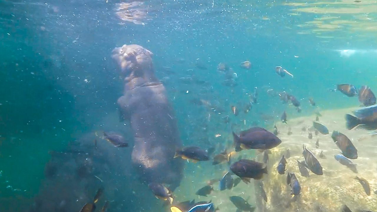 Fiocco azzurro a Zoom! E’ nato un cucciolo di ippopotamo | FOTO e VIDEO