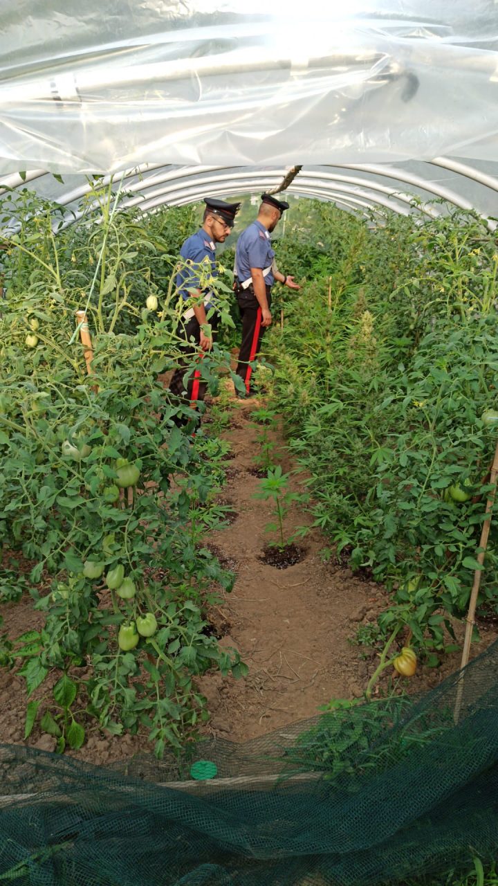 Coltivava marijuana nell’orto, arrestato il contadino della cannabis