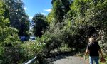 Albero cade in strada, borgata isolata. Tra i residenti anche un 83enne (LE FOTO)