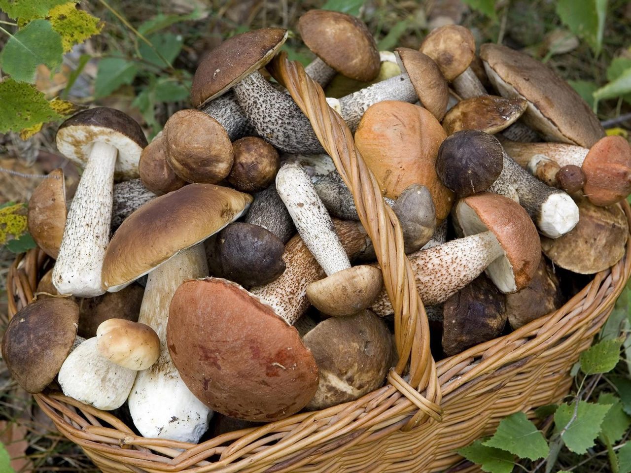 Controllo di commestibilità dei funghi, attivo il centro Asl