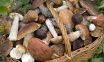 Controllo di commestibilità dei funghi, attivo il centro Asl