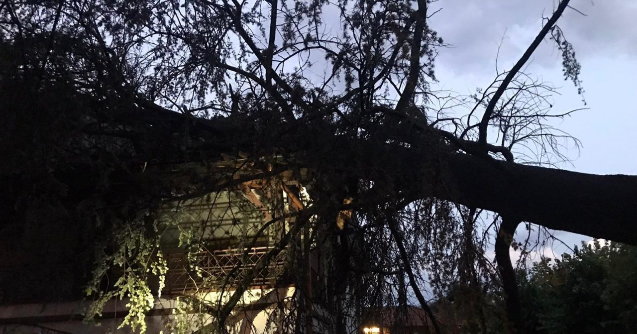 Maltempo abbatte un albero a Mappano | FOTO