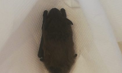 Pipistrello in amore  ferito a morte in ascensore | FOTO
