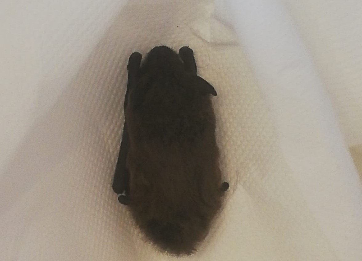 Pipistrello in amore  ferito a morte in ascensore | FOTO