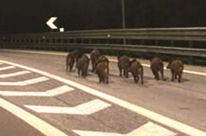 Auto contro cinghiali sull’Autostrada