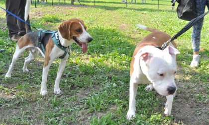 L'area sgambamento cani fa discutere il Consiglio