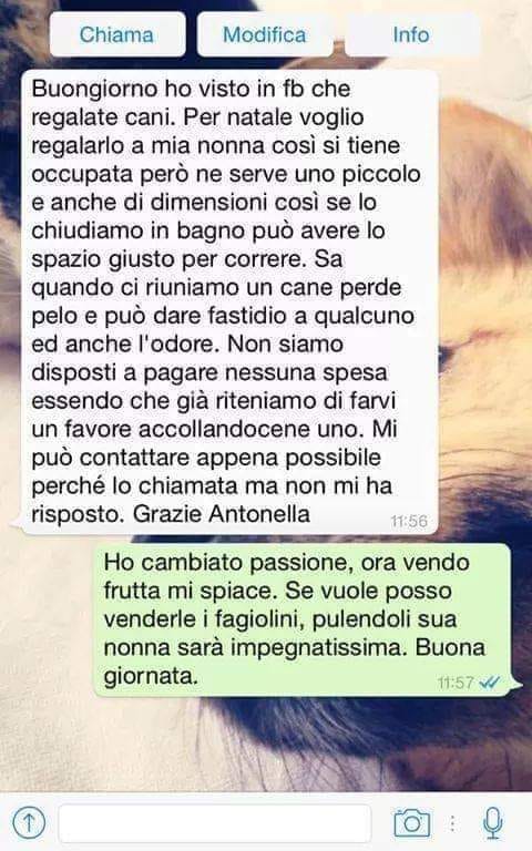 Cuccioli in regalo a Natale, messaggio-denuncia del canile di Rivarolo: “voglio regalarlo a mia nonna così si tiene occupata”
