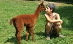 La mattanza dei cani da corsa nel libro di Barbara Visconti, la "Signora degli Alpaca"