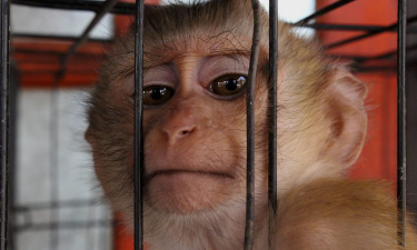 Sì a sperimentazioni invasive sui macachi: Consiglio di Stato respinge ricorso della Lav