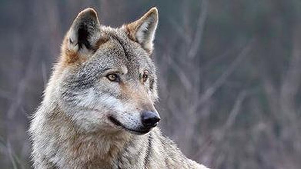 Lupa uccisa da un proiettile a San Martino Canavese, denuncia penale contro ignoti