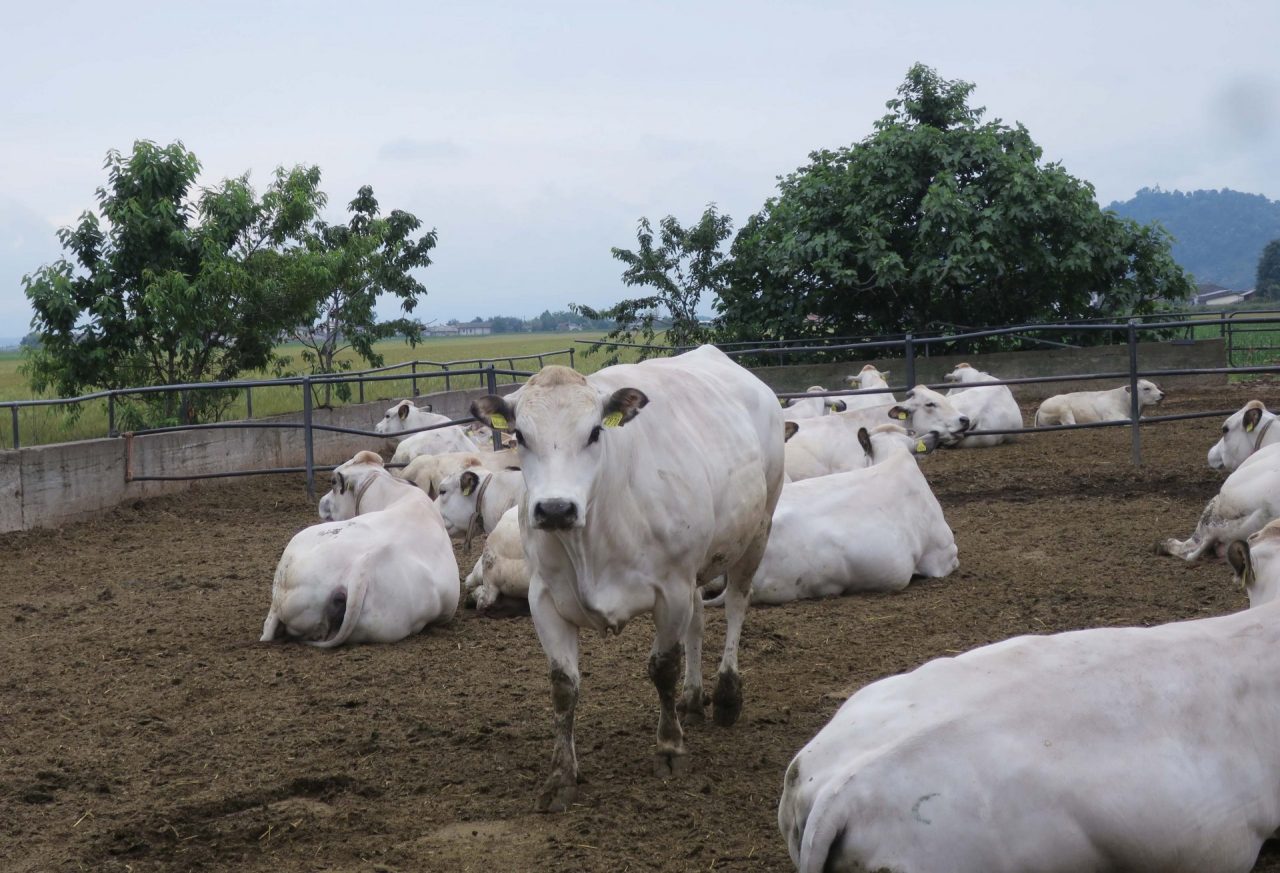 Coldiretti lancia l’allarme: “Per la razza bovina Piemontese servono misure di sostegno e ristori alle imprese”