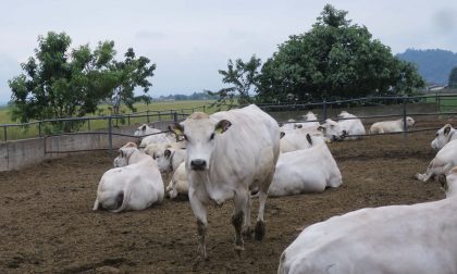 Coldiretti lancia l'allarme: “Per la razza bovina Piemontese servono misure di sostegno e ristori alle imprese”
