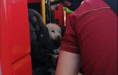 I Vigili del fuoco di Volpiano salvano un cagnolino