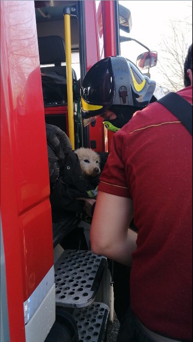 I Vigili del fuoco di Volpiano salvano un cagnolino