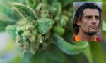 Sorpreso a coltivare 106 piante di marijuana: arrestato l’ex giocatore della Juventus Luigi Sartor