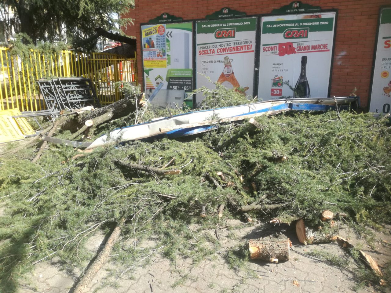 Paura in centro a Ciriè per un albero crollato in via Dante Alighieri