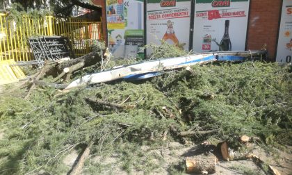 Paura in centro a Ciriè per un albero crollato in via Dante Alighieri