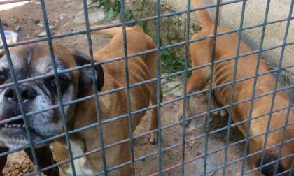 Tre Boxer abbandonate al freddo senza cibo né acqua in una gabbia piena di feci, salvate dalla Lida