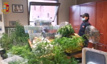 Mega serra di "maria" in appartamento a Bosconero: 533 piante sequestrate