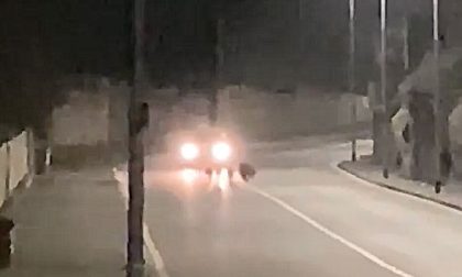 Cinghiali a passeggio a Talponia, incidente sfiorato