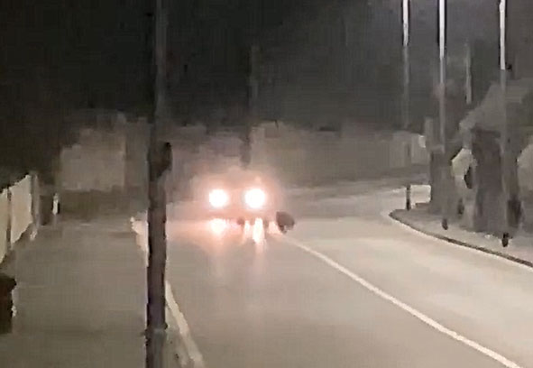Cinghiali a passeggio a Talponia, incidente sfiorato