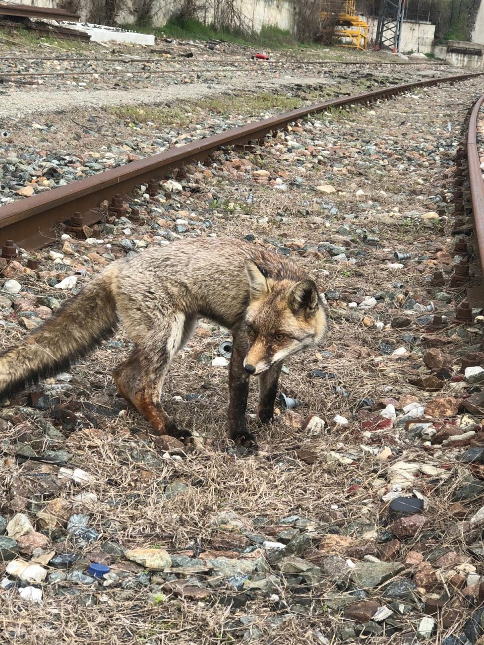 Volpe salvata sui binari della ferrovia a Chivasso