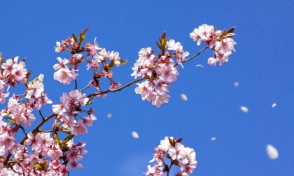 Primavera in ritardo, ancora freddo e gelate per qualche giorno
