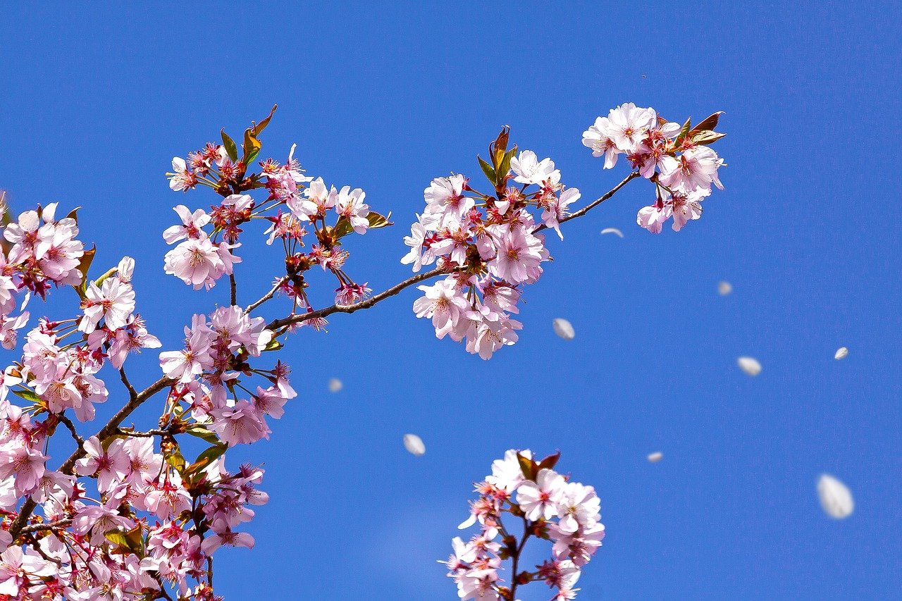 Primavera in ritardo, ancora freddo e gelate per qualche giorno